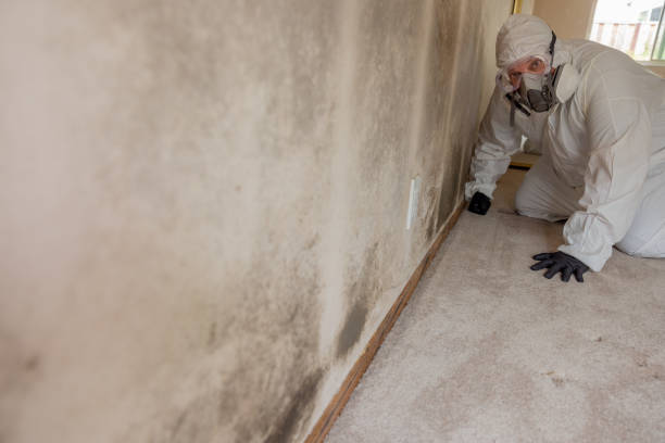 Best Black Mold Removal  in Granbury, TX